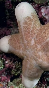 Explore mesmerizing underwater world where white starfish Choriaster granulatus and blue sea star Linckia laevigata interact on vibrant coral reef filled with colors textures during tranquil afternoon