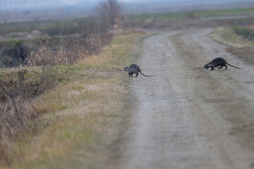 Animals in a nature reserve in the Piedmont countryside