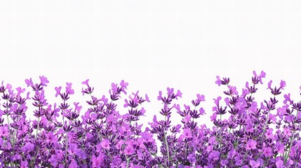 Fototapeta premium Vibrant Lavender Flowers Isolated on White Background
