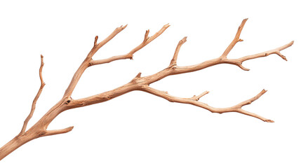 Fototapeta premium A dry, intricately branched twig rests against a plain background. Its textured surface and natural shape evoke a sense of simplicity and the beauty found in natural forms.