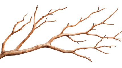 A detailed, artistic representation of a barren tree branch, showcasing its intricate twigs and natural textures. Perfect for nature lovers, designers, and seasonal themes.