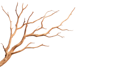 A unique and artistic display of a bare tree branch, showcasing its intricate and twisted forms against a plain background