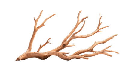 A beautiful, intricate coral branch showcasing natural textures and hues, perfect for environmental themes and nature-inspired designs.