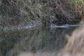 Animals in a nature reserve in the Piedmont countryside