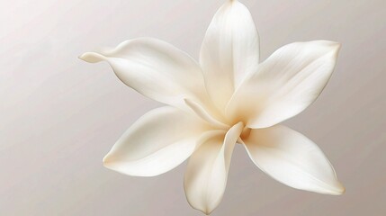 Fototapeta premium Isolated Vanilla Flower on Transparent Background for Design Use