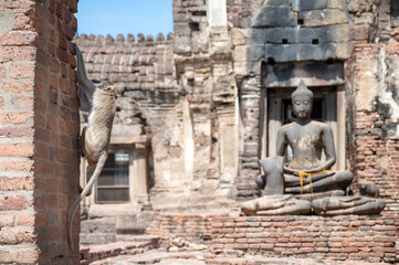 Monkey climbing a brick wall in Phra Prang Sam Yot, the famous Monkey Temple in Lopburi, Thailand,...