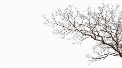 Obraz premium Isolated Ornamental Tree Branch with Intricate Lines on White Background