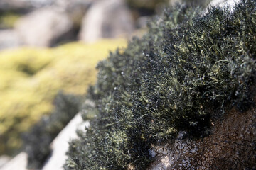 A species of lush moss found on an island in the Beagle Channel