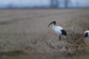 Animals in a nature reserve in the Piedmont countryside