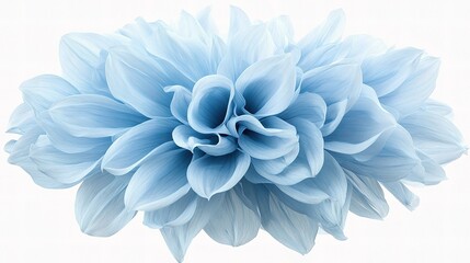 Obraz premium Light Blue Dahlia Flower with Big Shaggy Petals Isolated on White