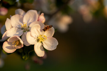 Bee collects nectar on a white apple tree flower. Macro capture