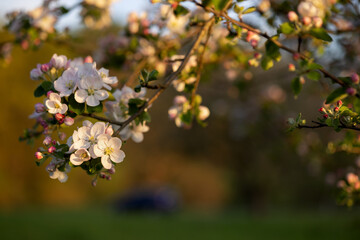 At the top of the frame are the sunlit branches of a blooming apple tree.
