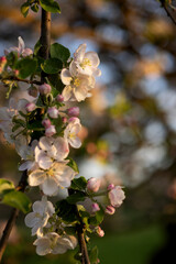 On the left is a branch of a blooming apple tree on a blurred mottled background