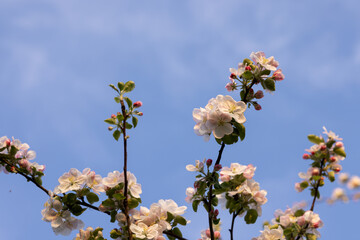 Lowers and buds on the tops of the branches of an apple tree against the background of the blue sky, f. Postcard