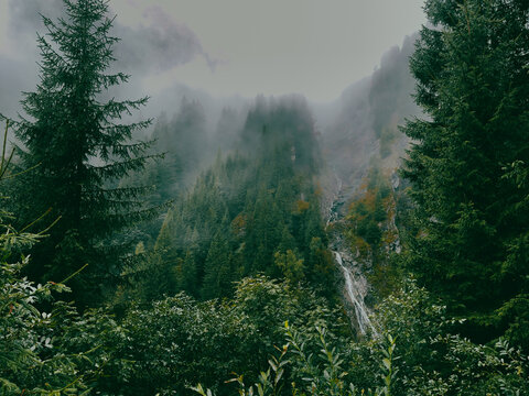 dramatic dark forest trees landscape. mist and fog in the mountain wilderness. Waterfall midst wild hillside and vegetation. view upwards trees and hillside. - Powered by Adobe