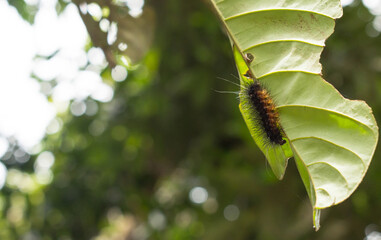 green caterpillar on a leaf