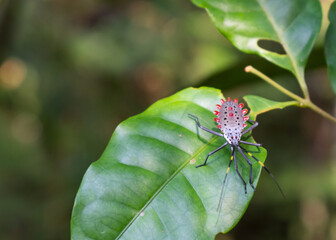bug on a leaf