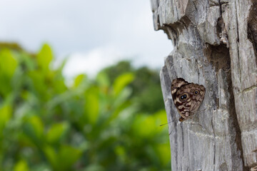 Obraz premium butterfly on a tree