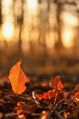 A shining leaf in the forest.