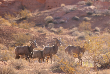 Young Desert Bighorn Sheep Rams in the Nevada Desert