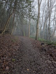 Foggy misty spooky woodland scene