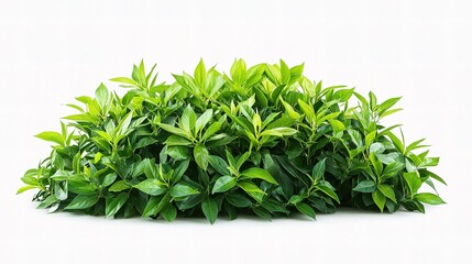 Fototapeta premium Lush Green Bush with Vibrant Foliage Isolated on White Background