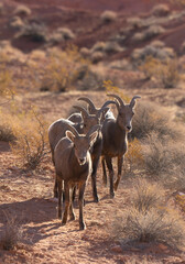 Young Desert Bighorn Sheep Rams in the Nevada Desert