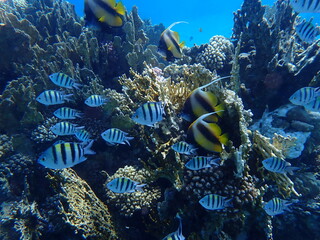 Red Sea bannerfish (Heniochus intermedius) and Indo-Pacific sergeant (Abudefduf vaigiensis) undersea, Red Sea, Egypt, Sharm El Sheikh, Montazah Bay