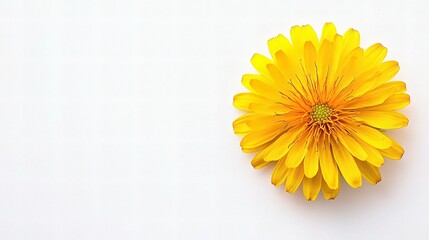 Close-Up View of Bright Yellow Dandelion Flower Isolated on White