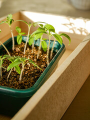 Close-up of small tomato seedlings in a container filled with soil and compost. Sowing seeds. Germination. Life and growth. Indoor windowsill.