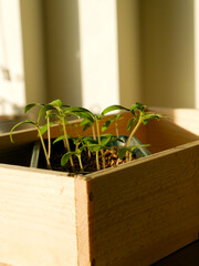 Close-up of small tomato seedlings in a container filled with soil and compost. Sowing seeds. Germination. Life and growth. Indoor windowsill.
