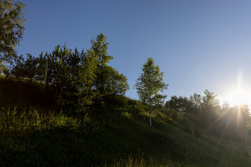 deciduous trees growing on a hill against a blue sky background