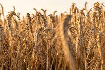 wheat field before harvest in the summer season
