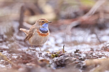Slavík modráček, Bluethroat (Luscinia svecica) Czech republic