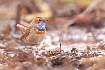 Slavík modráček, Bluethroat (Luscinia svecica) Czech republic