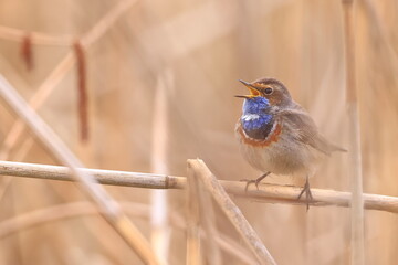 Slavík modráček, Bluethroat (Luscinia svecica) Czech republic