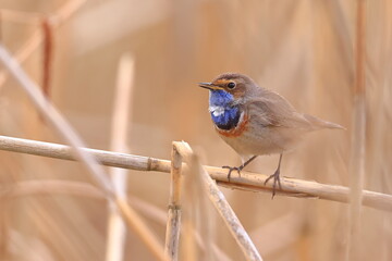 Slavík modráček, Bluethroat (Luscinia svecica) Czech republic