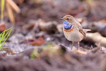 Slavík modráček, Bluethroat (Luscinia svecica) Czech republic