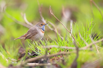 Slavík modráček, Bluethroat (Luscinia svecica) Czech republic