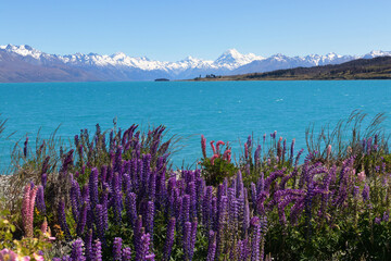 Snow capped mount Cook over lake Pukaki summer landscape with blooming lupine flowers, New Zealand
