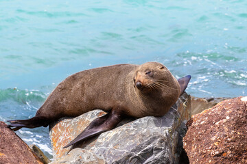 New Zealand fur seal (Arctocephalus forsteri) sleeping on the rocks