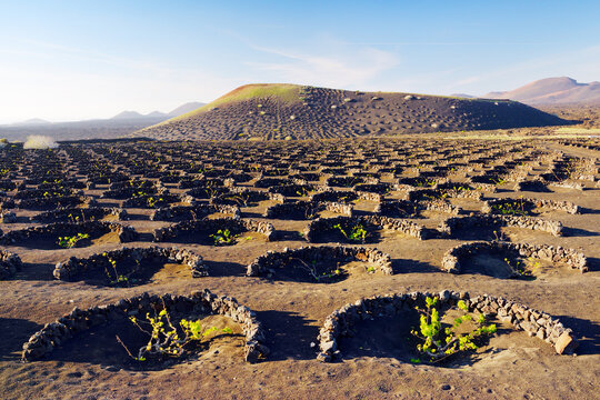 Lanzarote, Canary Islands. Traditional cinder rock wind shelter walls protect grape vines in volcanic landscape around La Geria