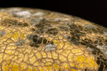 spoiled melon with black spots from mold and mildew