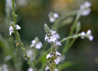 The medicinal plant Verbena officinalis grows in nature