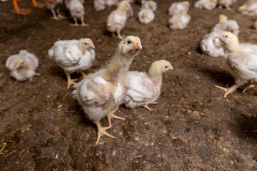 a poultry farm where chicken chickens are raised to produce meat products