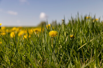 blooming yellow dandelions in the spring in the field