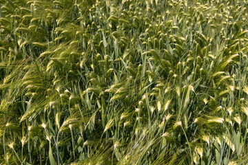 an agricultural field where green unripe rye grows