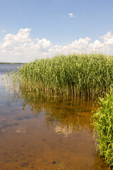 a wide river in the summer, grass and other plants