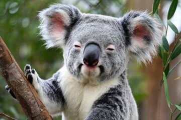 Obraz premium Adorable koala clinging to a tree branch, eyes half-closed, displaying its fluffy fur.