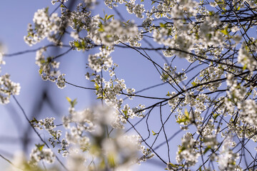 sunny weather in an orchard with cherries